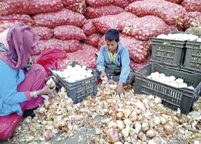 تأجيل تنفيذ إيقاف تصدير البصل يربك الأسواق