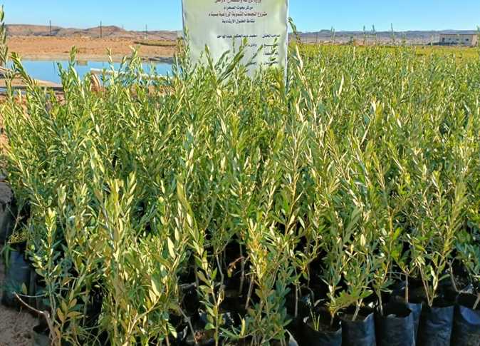 وزير الزراعة: مشروع التجمعات الزراعية بسيناء يحقق الاستقرار المعيشي لحوالي 2122 أسرة