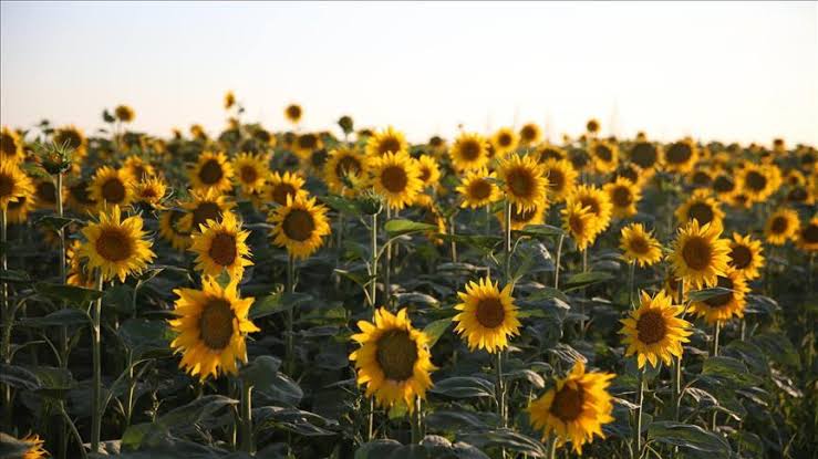 نستهدف زراعة 50 الف فدان بالسودان لانتاج محاصيل زيتية وأعلاف..وندرس زراعة القمح والأرز