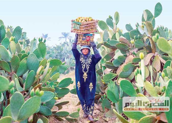التين الشوكي لم يعد فاكهة «الغلابة»